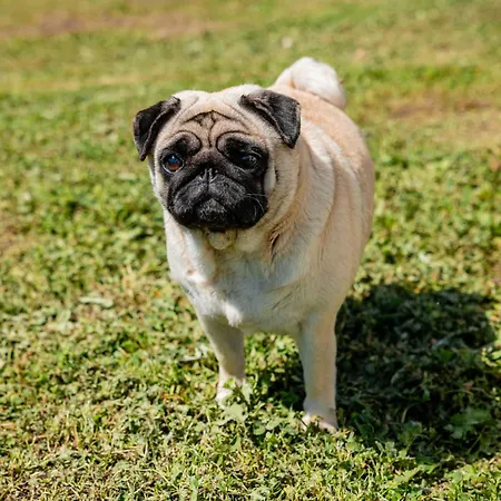 Casa Mati 1 Apartman Verbania
